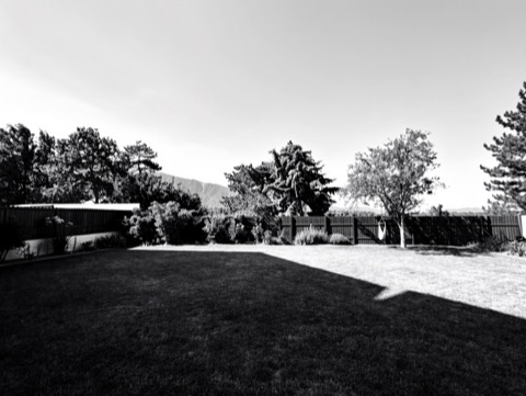 Backyard (wide) — High-Contrast Monochrome