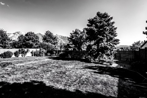 Backyard — High-Contrast Monochrome